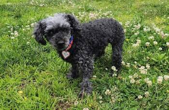 FATIMA -  Poodle Dog for Adoption in Springfield, Massachusetts - FATIMA | PetCurious
