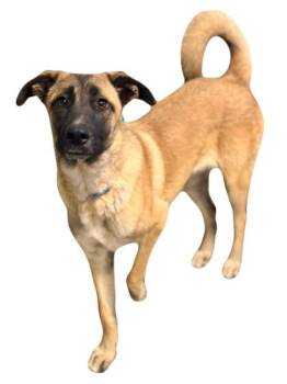 Rescue Belgian Shepherd Malinois Dogs for Adoption in Red Bluff, California - Brie | PetCurious