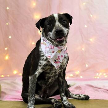 Rose -  American Bulldog Dog for Adoption in Defuniak Springs, Florida - Rose | PetCurious