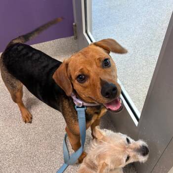 Beagle Dogs Available for Adoption - Luna Mae | PetCurious