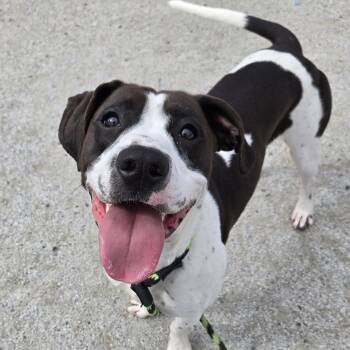 Mixed Breed Dogs Available for Adoption - Remington | PetCurious