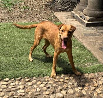 Stella -  Golden Retriever and Labrador Retriever Dog for Adoption in San Francisco, California - Stella | PetCurious