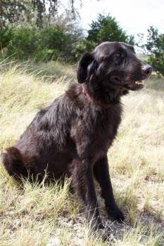 ACE -  Labrador Retriever and Shepherd Dog for Adoption in Boerne, Texas - ACE | PetCurious