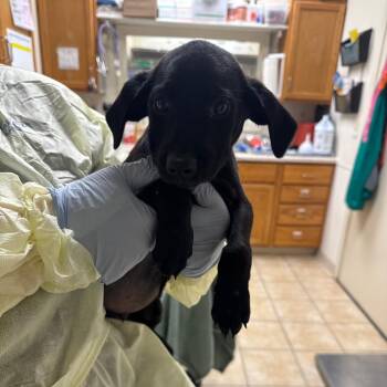 Feist Dogs Available for Adoption in Pekin, Illinois - Highlining | PetCurious