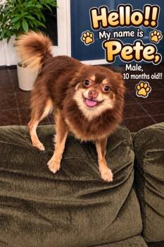Pete -  Pomeranian and Chihuahua Dog for Adoption in Cedarburg, Wisconsin - Pete | PetCurious