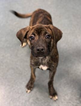 Witch Hazel -  Plott Hound and Shepherd Dog for Adoption in Richmond, Virginia - Witch Hazel | PetCurious