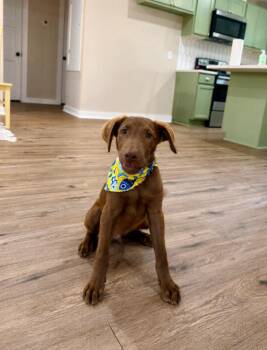Briggs Bubba Sweet Boy Energy -  Chocolate Labrador Retriever and Australian Shepherd Dog for Adoption in Friendswood, Texas - Briggs Bubba Sweet Boy Energy | PetCurious
