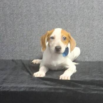 Mason -  Mixed Breed Dog for Adoption in Medfield, Massachusetts - Mason | PetCurious