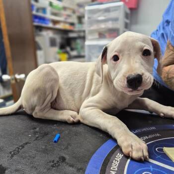 Hound Dogs Available for Adoption in Wahiawa, Hawaii - Libra | PetCurious