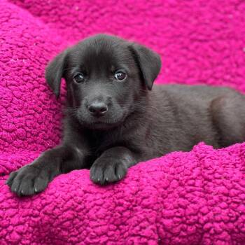 Labrador Retriever Dogs Available for Adoption in San Diego, California - Windy Pup - Brisky | PetCurious