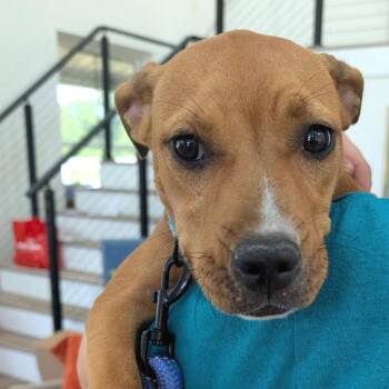 Orange Sherbet -  Black Mouth Cur and Mixed Breed Dog for Adoption in Chapel Hill, North Carolina - Orange Sherbet | PetCurious