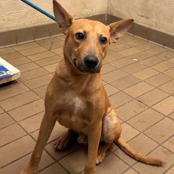 Jensen -  Shepherd Dog for Adoption in Birmingham, Alabama - Jensen | PetCurious