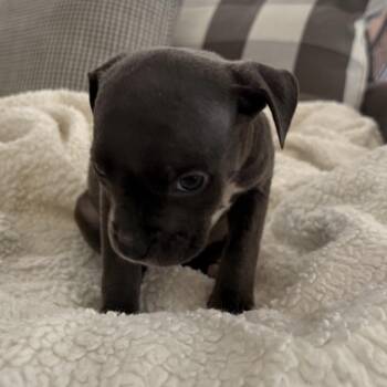 Pit Bull Terrier Dogs Available for Adoption in Chicago, Illinois - Skylar ~ Coming Soon!!! | PetCurious