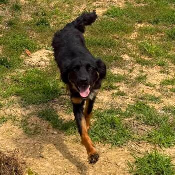 Dash -  Mixed Breed Dog for Adoption in Fredericksburg, Virginia - Dash | PetCurious