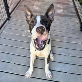 Clifford -  Mixed Breed Dog for Adoption in Bradenton, Florida - Clifford | PetCurious