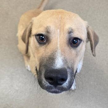 Cambridge -  Labrador Retriever and Mixed Breed Dog for Adoption in Chatham, Virginia - Cambridge | PetCurious