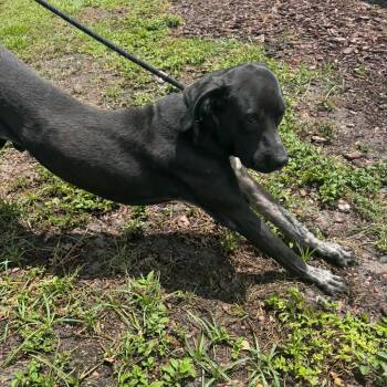 Zephyr -  Black Labrador Retriever and Mixed Breed Dog for Adoption in Pinellas Park, Florida - Zephyr | PetCurious
