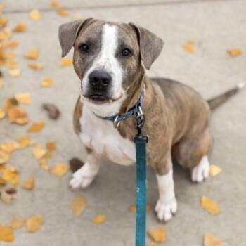 American Staffordshire Terrier and Mixed Breed Dogs Available for Adoption in Richmond, Virginia - Artie | PetCurious