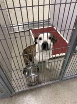 Pit Bull Terrier Dogs Available for Adoption in West Valley City, Utah - BEEF | PetCurious