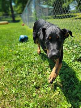 Luigi -  Rottweiler and German Shepherd Dog Dog for Adoption in Chambersburg, Pennsylvania - Luigi | PetCurious