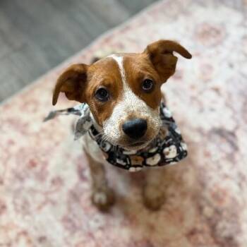 Australian Cattle Dog Blue Heeler and Cattle Dog Dogs Available for Adoption - Rusty Sweetpea | PetCurious