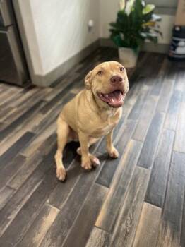 Jim -  Labrador Retriever Dog for Adoption in The Woodlands, Texas - Jim | PetCurious