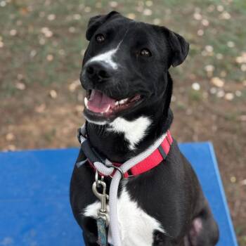 Rockstar -  Black Labrador Retriever and Pit Bull Terrier Dog for Adoption in Austin, Texas - Rockstar | PetCurious