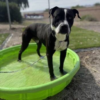 PJ -  Boxer and Mixed Breed Dog for Adoption in Bullhead City, Arizona - PJ | PetCurious