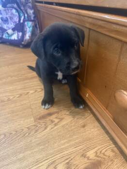 Black Labrador Retriever Dogs Available for Adoption in Plano, Texas - Daphne | PetCurious