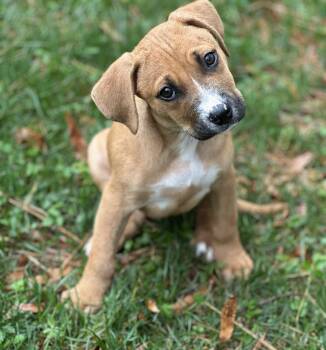 Boxer and Labrador Retriever Dogs Available for Adoption - Matthews | PetCurious