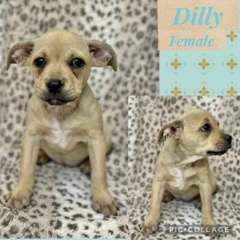 Boxer Dogs Available for Adoption in Manchester, Connecticut - Dilly | PetCurious