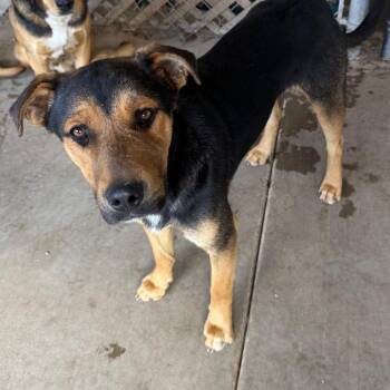 Mixed Breed Dogs Available for Adoption in Flagstaff, Arizona - Lupe | PetCurious
