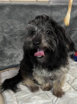 Terrier and Shih Tzu Dogs Available for Adoption in Houston, Texas - Clyde | PetCurious