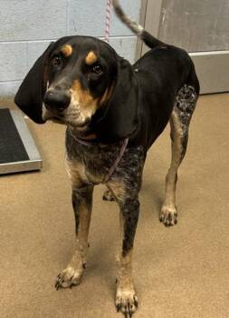 Trusty -  Mixed Breed Dog for Adoption in Chamblee, Georgia - Trusty | PetCurious