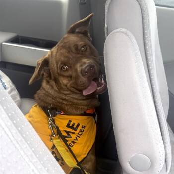 Mixed Breed Dogs Available for Adoption - ELLIE | PetCurious