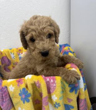 Poodle Dogs Available for Adoption in Sonora, California - Pluto | PetCurious