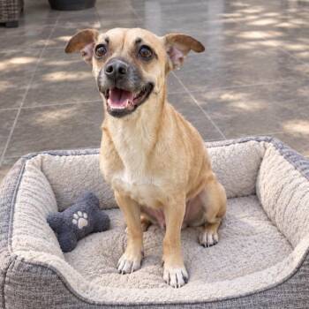 Ruthie -  Chihuahua and Pug Dog for Adoption in Corpus Christi, Texas - Ruthie | PetCurious