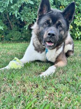 Milo -  Akita Dog for Adoption in Clayton, New Jersey - Milo | PetCurious