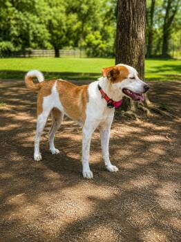 PUPPY SUSYE -  Feist and Jack Russell Terrier Dog for Adoption in Franklin, Tennessee - PUPPY SUSYE | PetCurious