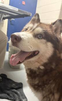 Siberian Husky Dogs Available for Adoption in Ashland, Virginia - Boltund | PetCurious
