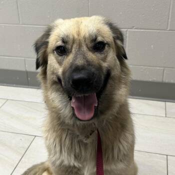 Lsly -  Mixed Breed Dog for Adoption in Lufkin, Texas - Lsly | PetCurious