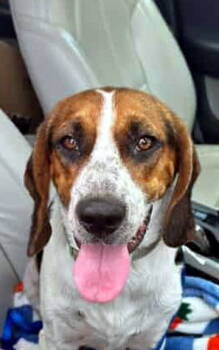 Rescue Basset Hound and Beagle Dogs for Adoption in Hamilton, New Jersey - OSCAR | PetCurious