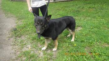 SIMBA -  German Shepherd Dog Dog for Adoption in Indianapolis, Indiana - SIMBA | PetCurious