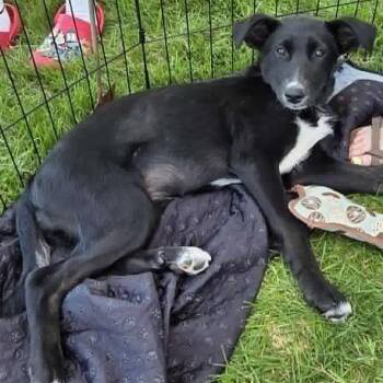 Fratelli -  Mixed Breed Dog for Adoption in Buffalo, Minnesota - Fratelli | PetCurious