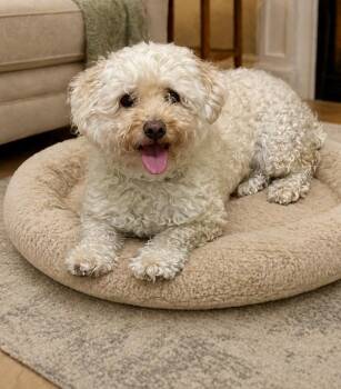 Poodle Dogs Available for Adoption in Tifton, Georgia - Buddy | PetCurious