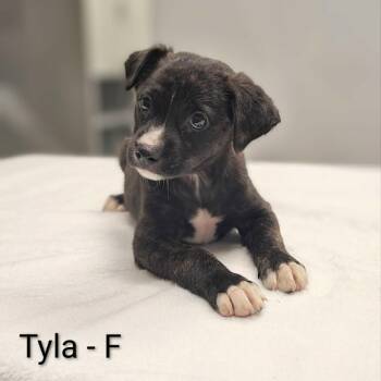 Tyla -  Pit Bull Terrier and Chihuahua Dog for Adoption in Griswold, Connecticut - Tyla | PetCurious
