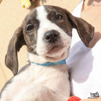 Rescue Hound Dogs for Adoption in Washington, District Of Columbia - Anthony | PetCurious