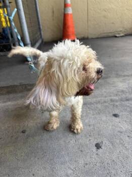 JONNIE -  Maltese Dog for Adoption in Doral, Florida - JONNIE | PetCurious