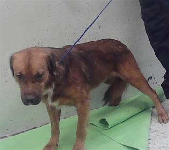 KAROL -  German Shepherd Dog and Mixed Breed Dog for Adoption in Houston, Texas - KAROL | PetCurious