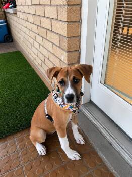 Bailey -  Boxer Dog for Adoption - Bailey | PetCurious